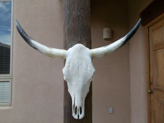 Steer Skull Brahma 33 " Inch Wide Long Horns Mounted Bull Cow Head Horn Longhorn