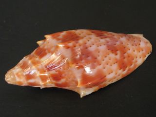 Fantastic.  (voluta) Cymbiolacca Cracenta 47mm Australia Seashell