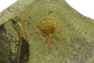 Xiphosurid Arthropod Horseshoe Crab Ancestor Ordovician Morocco