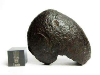 Nwa X Meteorite 31.  21g Remarkable Oriented Rock From Space