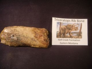Dinosaur Bones Triceratops Rib Bone Hell Creek Formation,  Montana,  Us