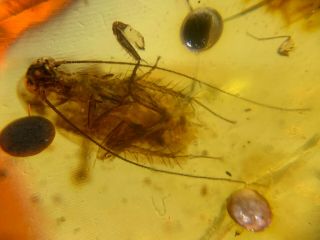 Big Uncommon Cockroach Burmite Myanmar Burmese Amber Insect Fossil Dinosaur Age