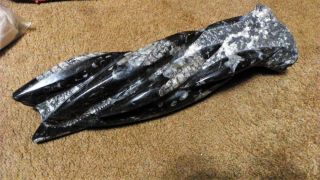 Orthoceras Fossil Tower.  14,  Inches High,  Approx.  8 Lb.  07.  10 Oz.