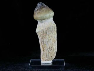 Globidens Mosasaur Fossil Tooth Root Bone Cretaceous Dinosaur Era & Stand