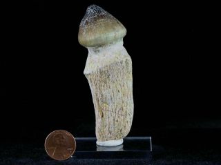 Globidens Mosasaur Fossil Tooth Root Bone Cretaceous Dinosaur Era & Stand 2