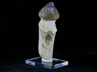 Globidens Mosasaur Fossil Tooth Root Bone Cretaceous Dinosaur Era & Stand 4