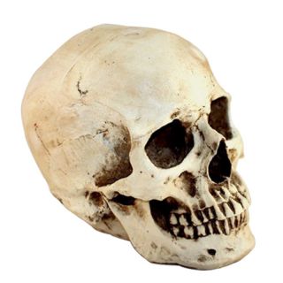 1:1 Resin Life Size Model Human Head Skull Medical Anatomical Skeleton Teaching