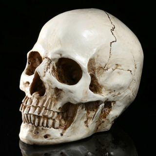 1:1 Resin Life Size Model Human Head Skull Medical Anatomical Skeleton Teaching 2