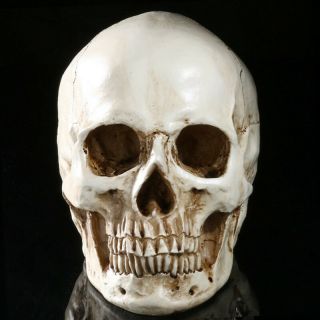 1:1 Resin Life Size Model Human Head Skull Medical Anatomical Skeleton Teaching 3