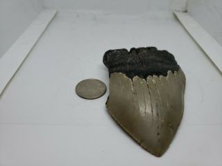 Megalodon Unrestored 3.  50 Inch Prehistoric Huge Meg Tooth Fossil 499