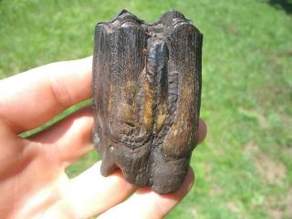 Massive Bison Molar Tooth Florida Fossils Teeth Jaw Bones Horn Horse Camel Skull