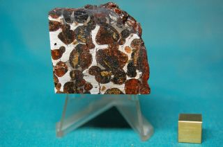 Sericho Pallasite Meteorite 102.  8 Grams