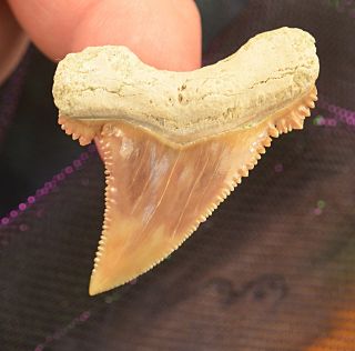 Colorful Paleocarcharodon Shark Tooth Fossil Teeth