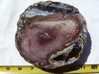 Rimrock: Polished Petrified Wood Limb Cast Rough Full Round Slice
