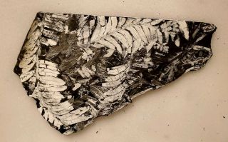 8×5 " Museum Quality,  White Carboniferous St Clair Pennsylvania Fern Fossil