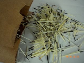 Porcupine Quills,  Cleaned