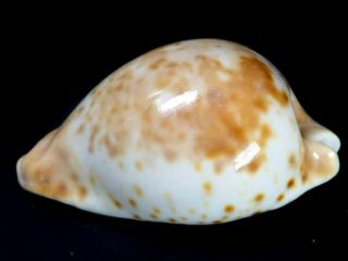 Seashell,  Cowry,  Cypraea Hesitata Beddomei,  Tiny Dwarf 2