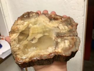 Reilly’s Rocks: Top Quality Arizona Petrified Wood,  Natural Slab,  2.  25 Lb