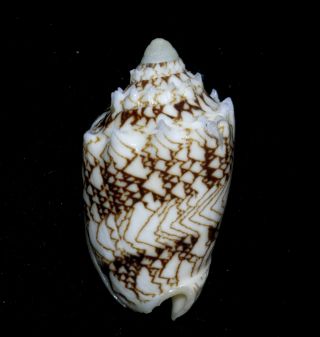 Formosa/seashell/cymbiola Chrysostoma 48mm.