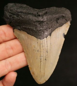Megalodon Shark Tooth 3.  60 " Extinct Fossil Authentic Not Restored (cg11 - 54)