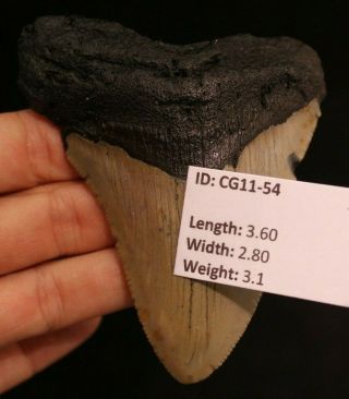 Megalodon Shark Tooth 3.  60 