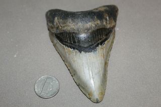 Megalodon Fossil Giant Shark Teeth Ocean No Repair 4.  15 " Huge Commercial Grade