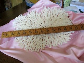 Natural White Coral Formation 12 " X 9 " - - Lacey Underside - - So Pretty