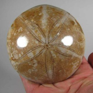 3.  5 " Polished Fossil Sea Urchin Jurassic Period - Sakaraha,  Madagascar