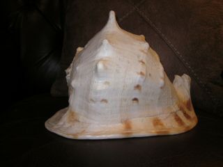 Vintage Huge Queen Helmet Conch Sea Shell Rare 12 " X 8/14 " X 8 " Ex.  Cond - Wow