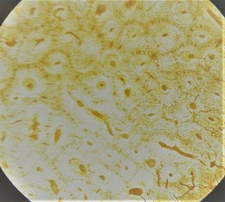 Antique Microscope Slide by C.  M.  Topping.  Fossil Bone of River Horse. 4