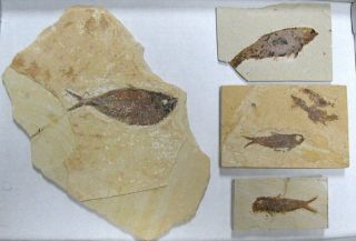 Extinctions - Flat Of 4 Fossil Fish Plates 2 Diff Types -