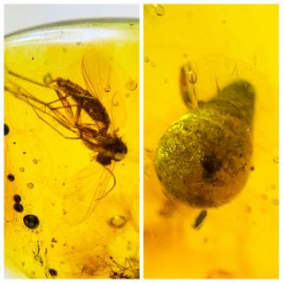 S168 - Diptera&piddock In Fossil Burmite Insect Amber Cretaceous Dinosaur Age