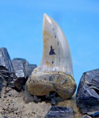 Colorful Bakersfield Fossil Isurus Planus Mako Shark Tooth.  Megalodon Shark Era