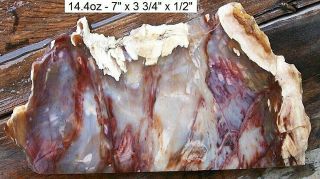 Nevada Hubbard Basin Colors Petrified Wood Plank Cut Slab - Gorgeous