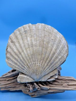 A Dbl Fossil Chesapecten Nefrens Shell/ Megalodon - Shark Tooth Era/giant Scallop