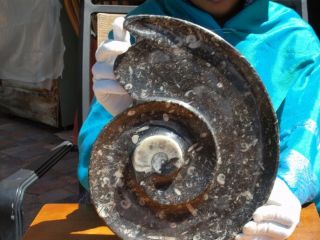 2 Hand Carved Plates Or Tray With 400 Million Years Old Orthoceras And Ammonite