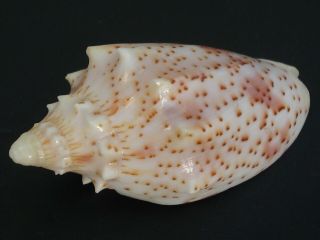 Fantastic.  (voluta) Cymbiola Pulchra Peristicta 52.  2mm/gem Australia Seashell