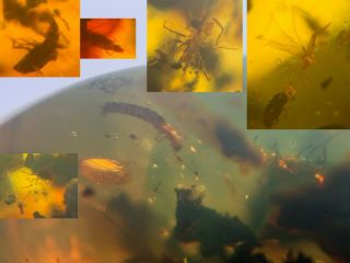 Schizomida&larvae&3 Beetle&pseudoscorpion Burmite Myanmar Amber Insect Fossil