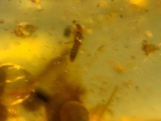 Unique Rove Beetle Burmite Myanmar Burmese Amber Insect Fossil From Dinosaur Age