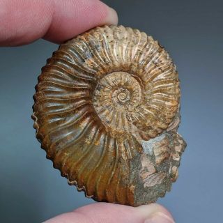 5,  4 Cm (2,  1 In) Ammonite Deshayesites Cretaceous Russia Russian Ammonit
