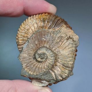 5,  4 cm (2,  1 in) Ammonite Deshayesites cretaceous Russia russian ammonit 2