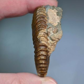 5,  4 cm (2,  1 in) Ammonite Deshayesites cretaceous Russia russian ammonit 4