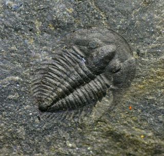 100 Perfect Malungia Trilobite Fossil Early Cambrian,  Malong Chengjiang Biota
