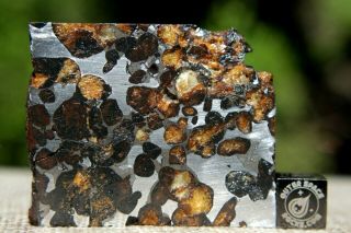 Sericho Pallasite Meteorite From Kenya Africa Habaswein 48 Gram Part Slice