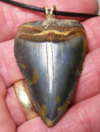 1 7/8 " Great White Shark Tooth Teeth Fossil Wireless Pendant Megalodon Dive