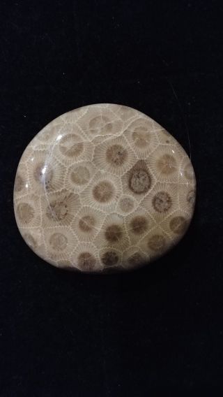 Hand Polished Petoskey Stone,  Md Size.  Semi Precious,  Treasure,  Gift,  Fossil