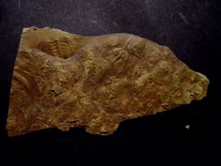 Good Quality Olenellus gilberti Trilobite – Nevada 2