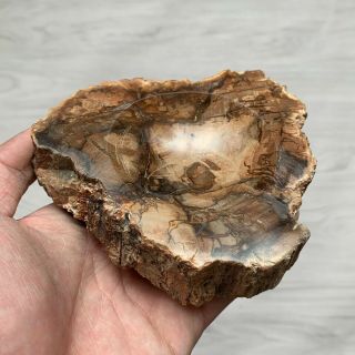 569g Petrified Wood Ashtray Gorgeous Polished Fossil Specimen Madagascar Y011