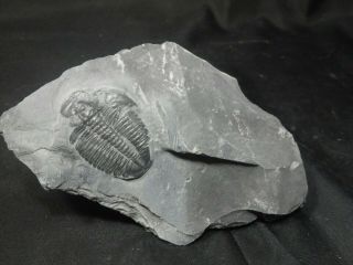 Large Elrathia Trilobite Fossil From Utah In Matrix.