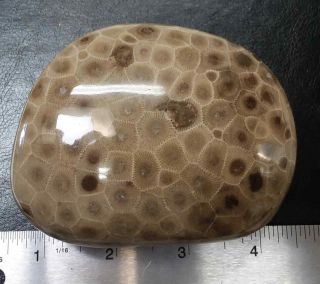 Michigan State Stone Petoskey Stone Polished Large Hexagonaria 14.  5 Oz / 411g
